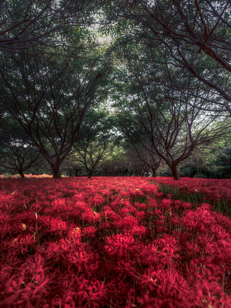 pomu_iyashi's tweet photo. 一面に広がる紅い絨毯 https://t.co/t6qXmZUoaS