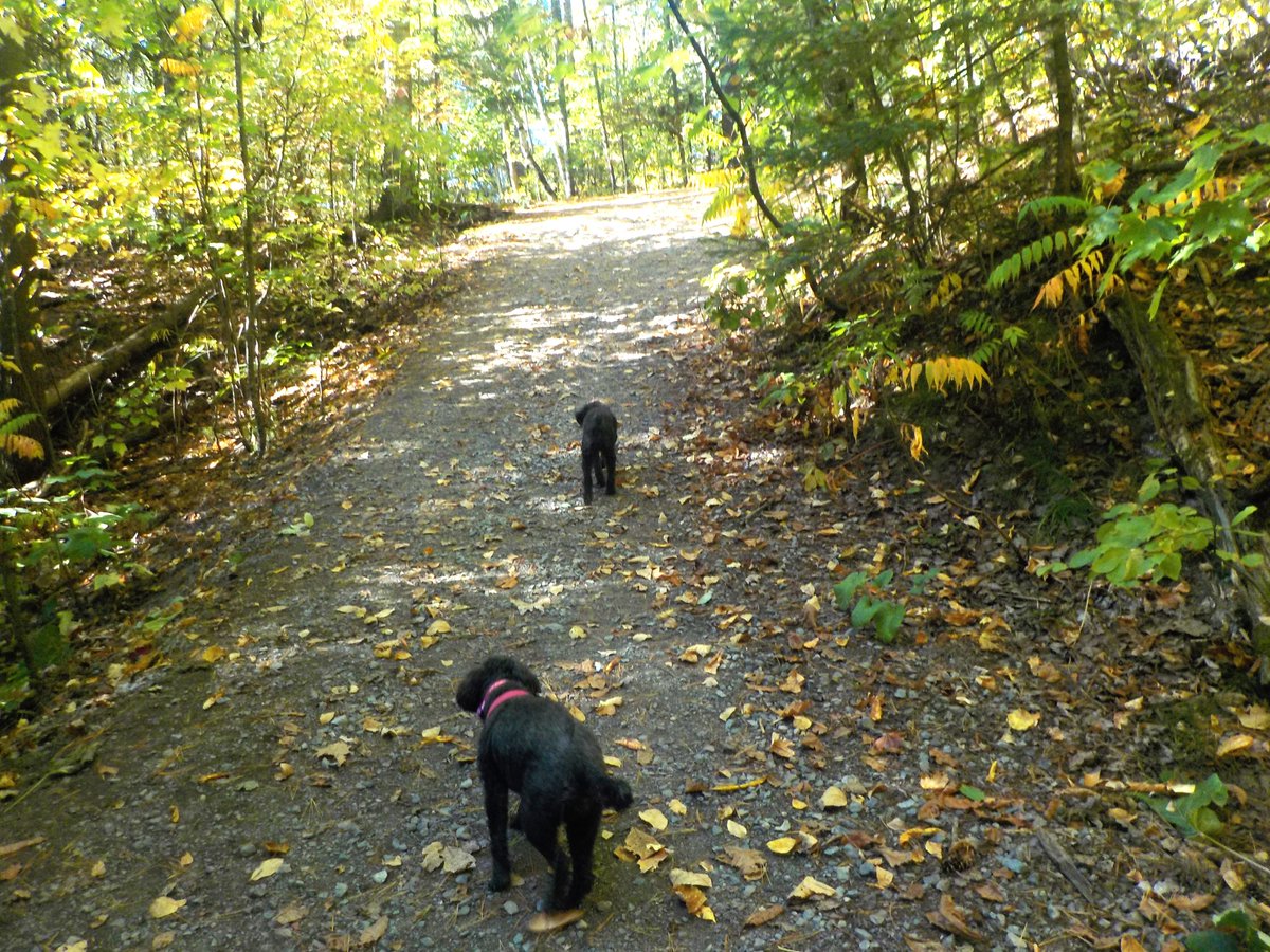 Autumn colour is gradually blinking out at us from the banks of still-green trees in the forest canopy, but every day brings an increase in the landscape transforming itself to match the oncoming seas.