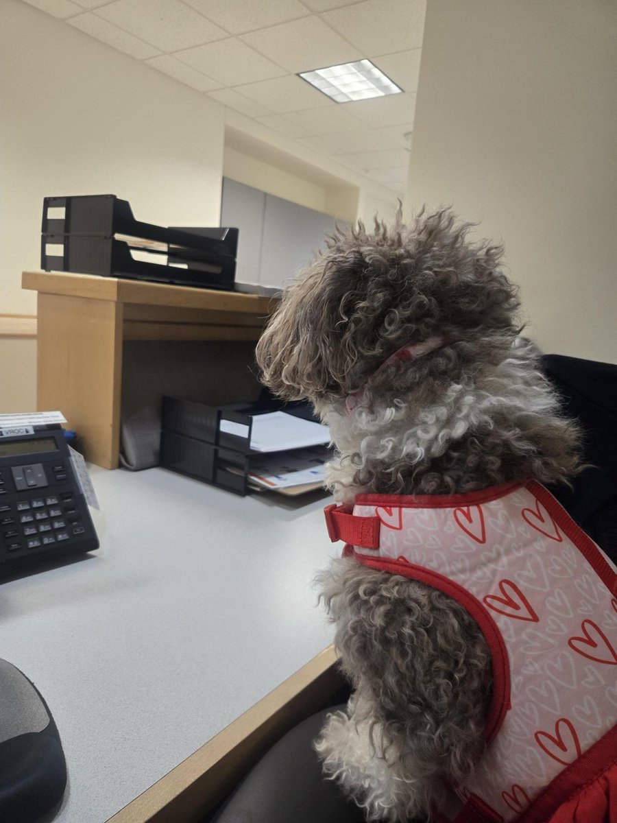 UTSW Veterinary Research and Oncology Clinic tweet media