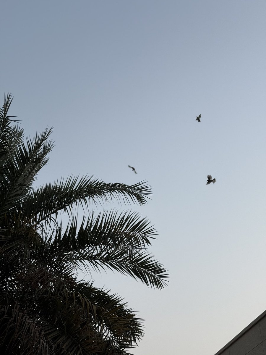 🕊️