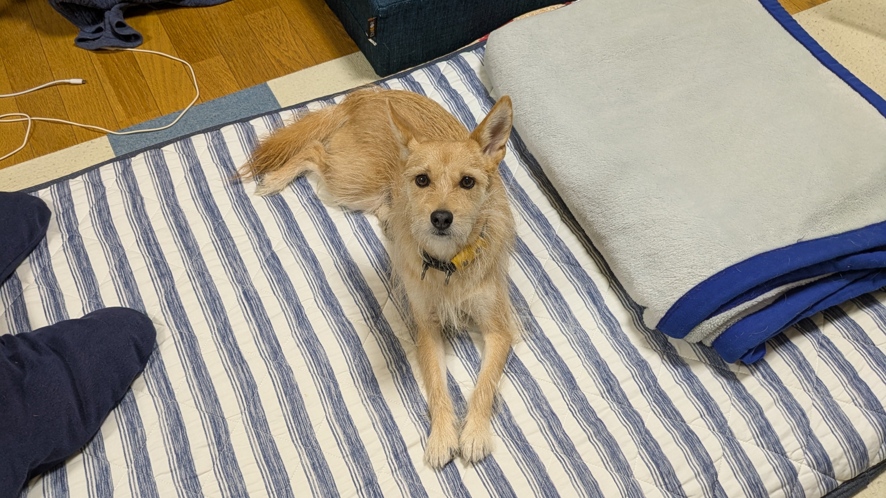 愛犬はボクちゃん 南知多ビーチランド 犬カフェ | TikTok