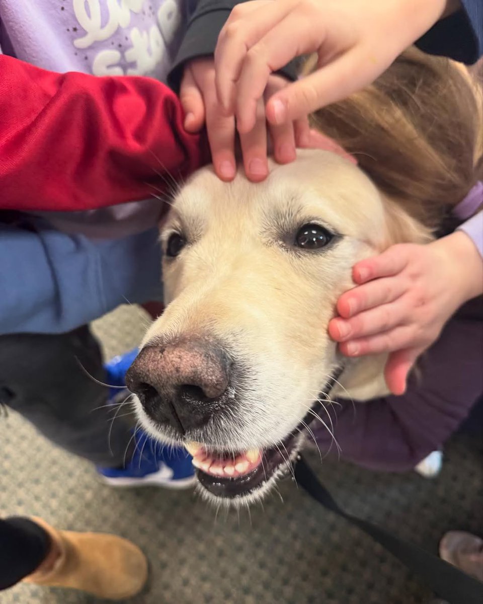 dog_rates's tweet photo. This Community Resource Dog gets a burger every time he finds a missing person. This is Cruiser. He got to play his favorite game last week, which is finding people in need of assistance. Cruiser is trained as a Community Resource Dog in Wrentham, Massachusetts, where he helped locate an elderly resident with dementia who had wandered away from home. "Though many were searching for the gentleman, Cruiser cruised right to his location, tracking and locating him in the woods behind a school!" said local police chief Bill McGrath. Cruiser has also received hamburgers for locating two runaway children in March, and an elderly woman last summer, bringing a whole new meaning to the term hamburger helper. 14/10