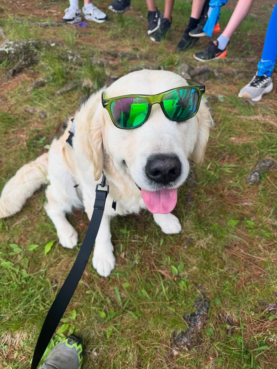 dog_rates's tweet photo. This Community Resource Dog gets a burger every time he finds a missing person. This is Cruiser. He got to play his favorite game last week, which is finding people in need of assistance. Cruiser is trained as a Community Resource Dog in Wrentham, Massachusetts, where he helped locate an elderly resident with dementia who had wandered away from home. "Though many were searching for the gentleman, Cruiser cruised right to his location, tracking and locating him in the woods behind a school!" said local police chief Bill McGrath. Cruiser has also received hamburgers for locating two runaway children in March, and an elderly woman last summer, bringing a whole new meaning to the term hamburger helper. 14/10