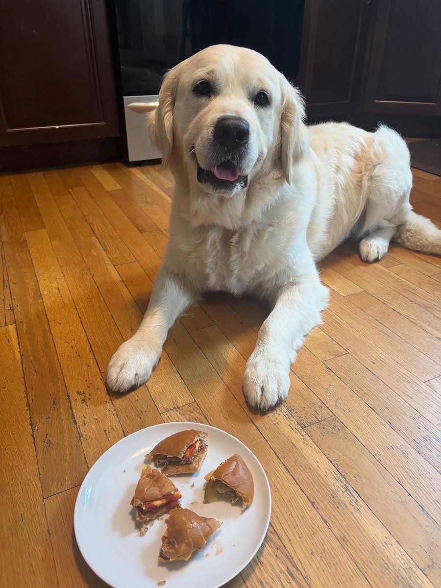 dog_rates's tweet photo. This Community Resource Dog gets a burger every time he finds a missing person. This is Cruiser. He got to play his favorite game last week, which is finding people in need of assistance. Cruiser is trained as a Community Resource Dog in Wrentham, Massachusetts, where he helped locate an elderly resident with dementia who had wandered away from home. "Though many were searching for the gentleman, Cruiser cruised right to his location, tracking and locating him in the woods behind a school!" said local police chief Bill McGrath. Cruiser has also received hamburgers for locating two runaway children in March, and an elderly woman last summer, bringing a whole new meaning to the term hamburger helper. 14/10