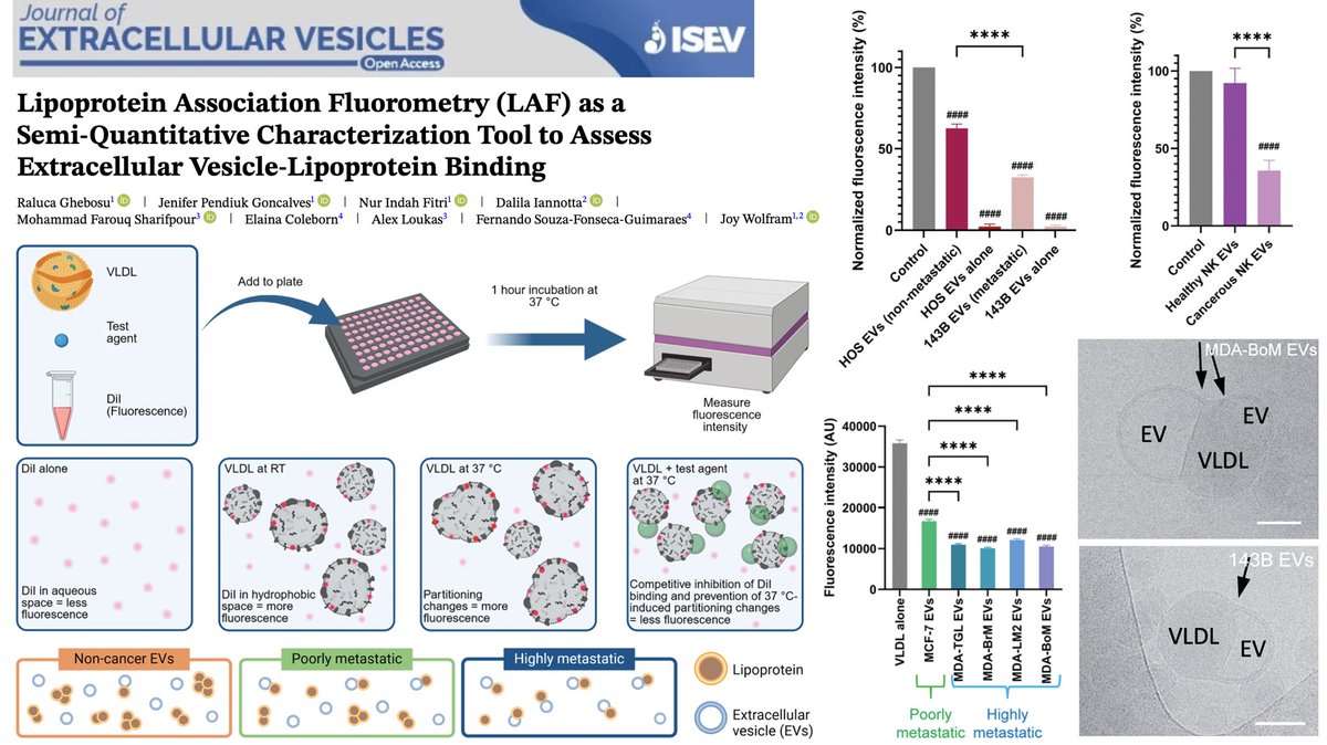 ❓Can we measure how #ExtracellularVesicles bind to #Lipoproteins in just one hour — and uncover new clues about cancer?

✅ Yes. We developed the first rapid method

Key insight: Cancer EVs show substantially increased binding to bad cholesterol isevjournals.onlinelibrary.wiley.com/doi/10.1002/je…
