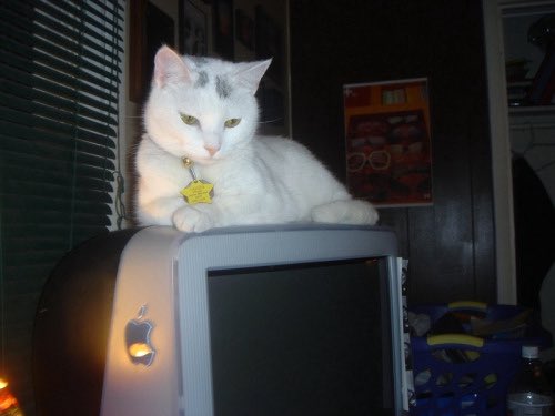 Old Internet tweet media