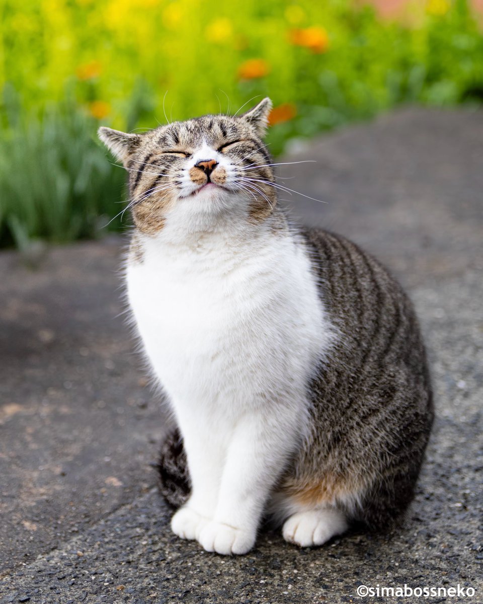 simabossneko's tweet photo. おはよう✨
Good morning

#にっこり #猫 #cat https://t.co/MntForJFiT