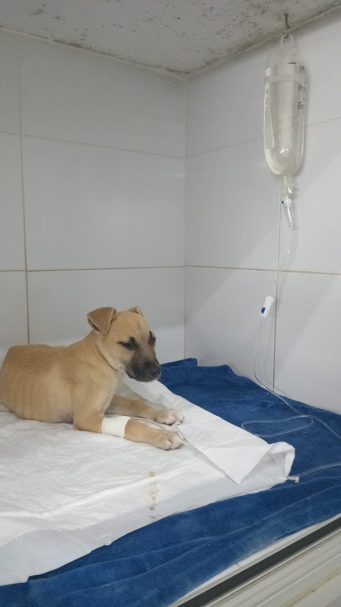 redbicheraof's tweet photo. Si algun@ tiene para donarnos esta medicación pro Bruno se lo agradeceríamos   Clavamox 250 mg
Novemina liquida 
Hematon b12 
Ración cachorro de calidad https://t.co/8M4MN9J3r5