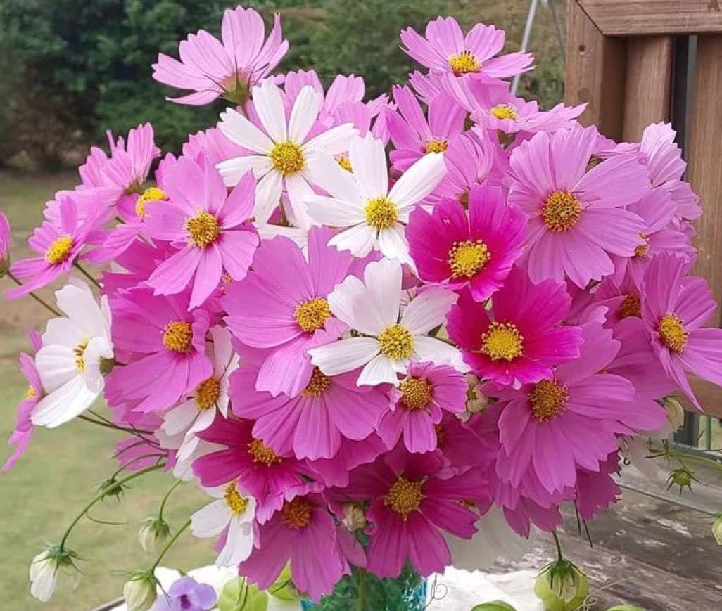 💚JJkei🐱HOPER💎BREAKINGDAWN💎🕊 on X: 