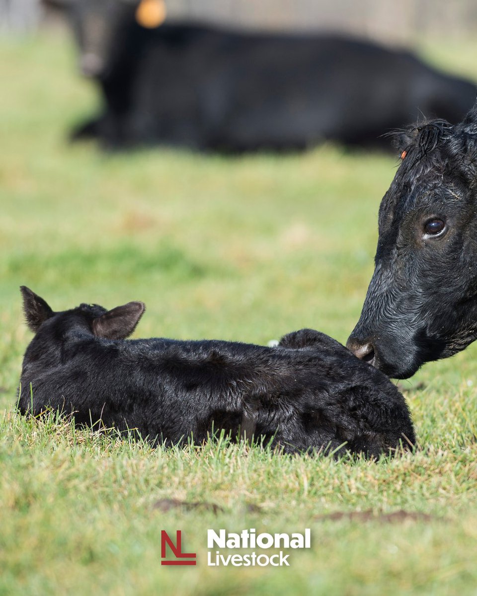 You raise cattle, we help you market them.
Learn more at nationallivestock.com