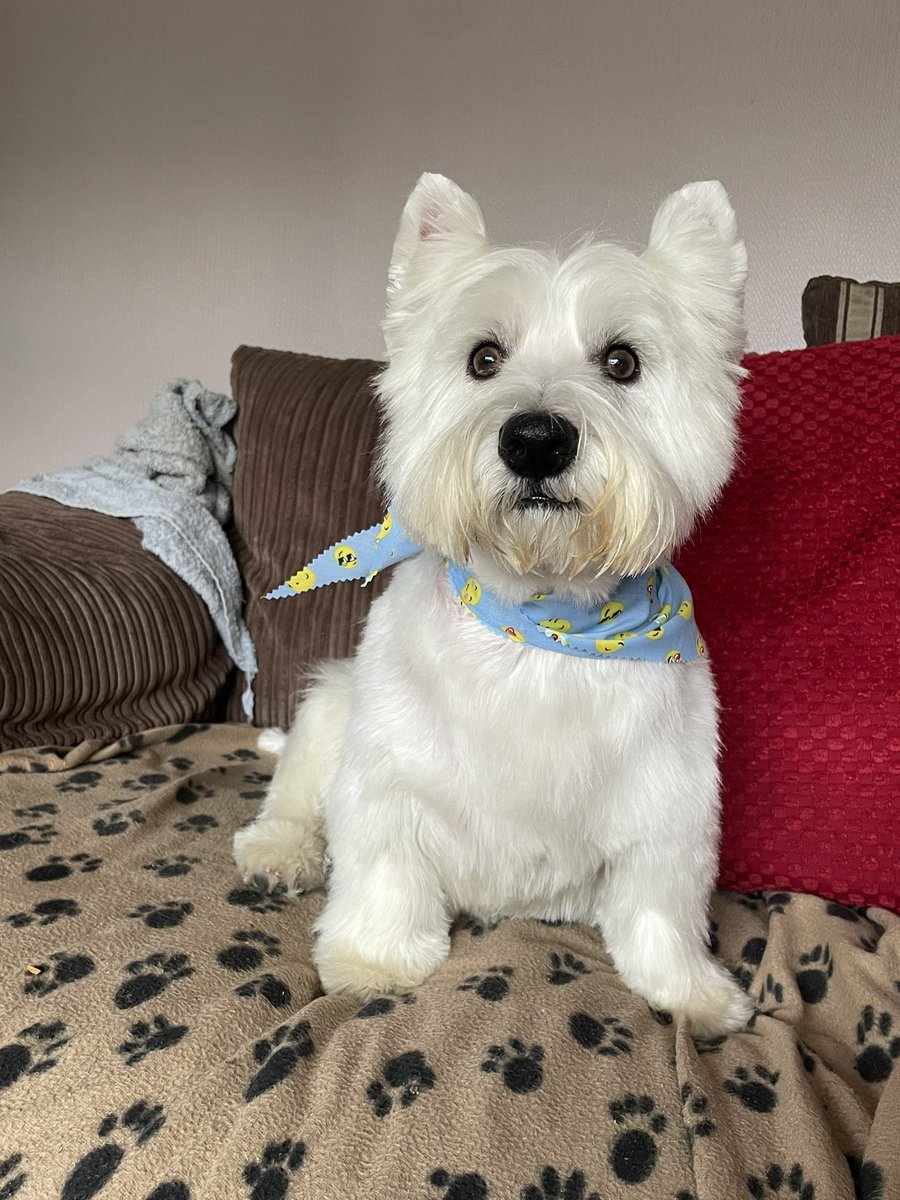 Finlay the Westie & his Mom tweet media