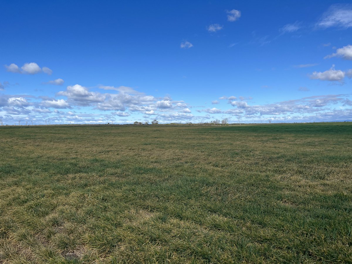 The state of crops in giffard 🤦‍♂️ 🐄 on their way in 🤷‍♂️