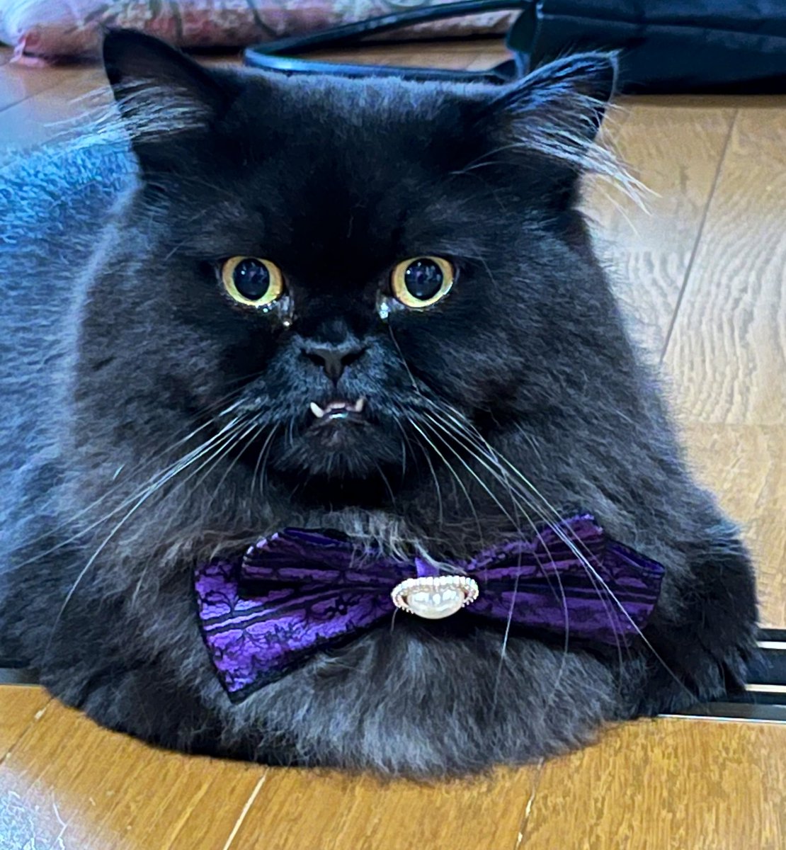 キバねこクロム on X: 