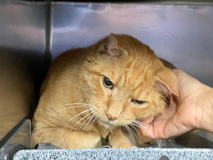 NYC's DEATH ROW CATS tweet media