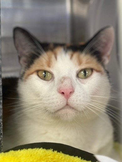 NYC's DEATH ROW CATS tweet media