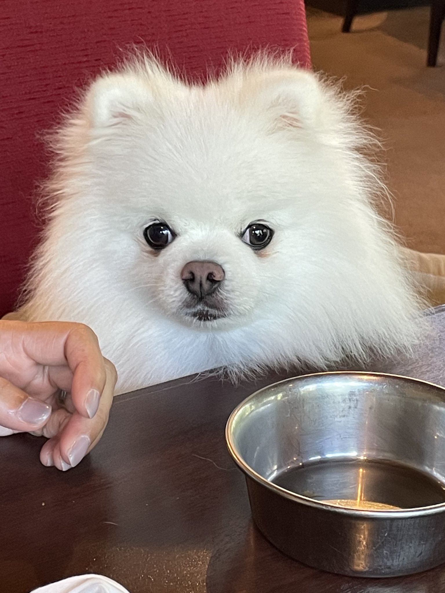 ポメラニアン ししまる らんまる (@shishimaru440_C) / X