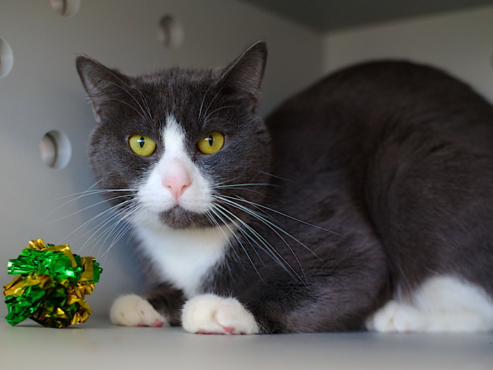 THERE ARE 38 ANIMALS (15 CATS &amp; 23 DOGS)  AT RISK FOR THURSDAY 10/02/05 DEADLINE IS NOON. PLEASE SHARE, FOSTER, ADOPT, TAG FRIENDS, POST TO SOCIAL MEDIA SITES, PLEDGE TO  HELP SAVE THEIR LIVES. NEW PHOTOS. newhope.shelterbuddy.com/animal/list