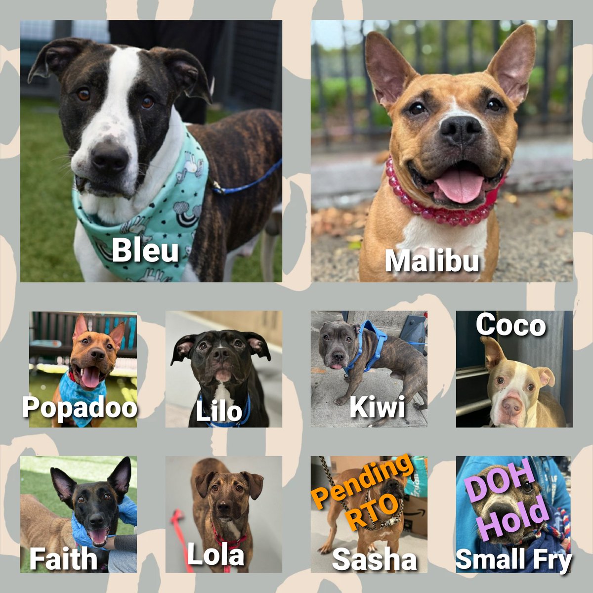 MorgFairsdogs's tweet photo. Pledge Totals
#PLEDGES #NYCACC 
#MorgFairsDogs 

Kill Commands
Malibu $320
Coco $340
Bleu $360
Faith $365
Lilo $400
Popadoo $435
Kiwi $545
Sasha $622 (pending RTO)
Lola $975
Small Fry $1555 (DOH Hold) https://t.co/dBFmOWRafs
