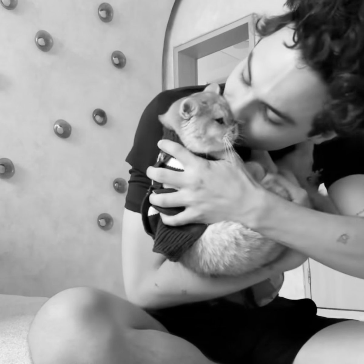 cómo me convierto en un gato de humbe ahorita ya?