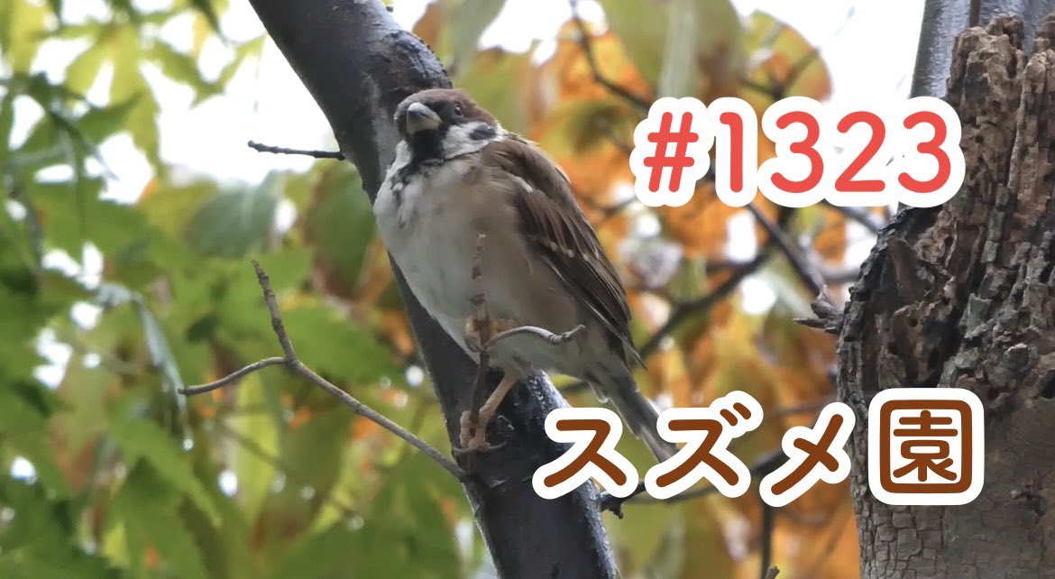スズメ園 (@su_zu_me_en) / X