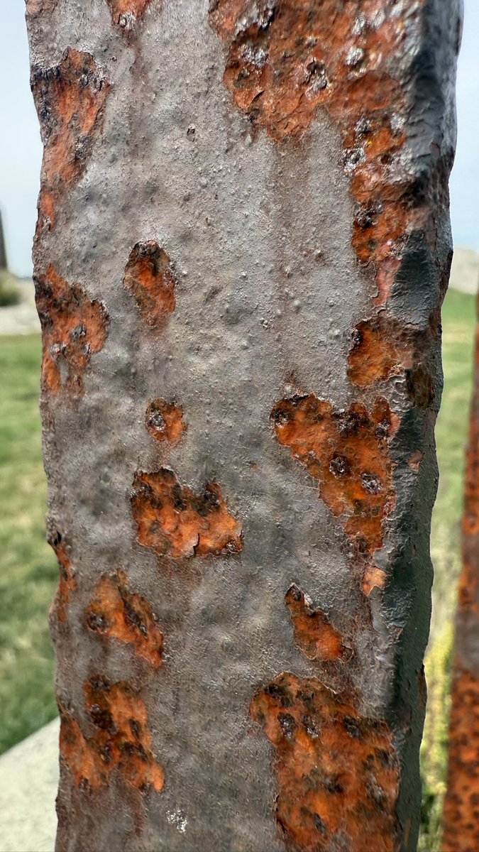 wapple15's tweet image. This #Rusty specimen from today in the grounds of UCONN Avery Point. #PMJWeeklyChallenge