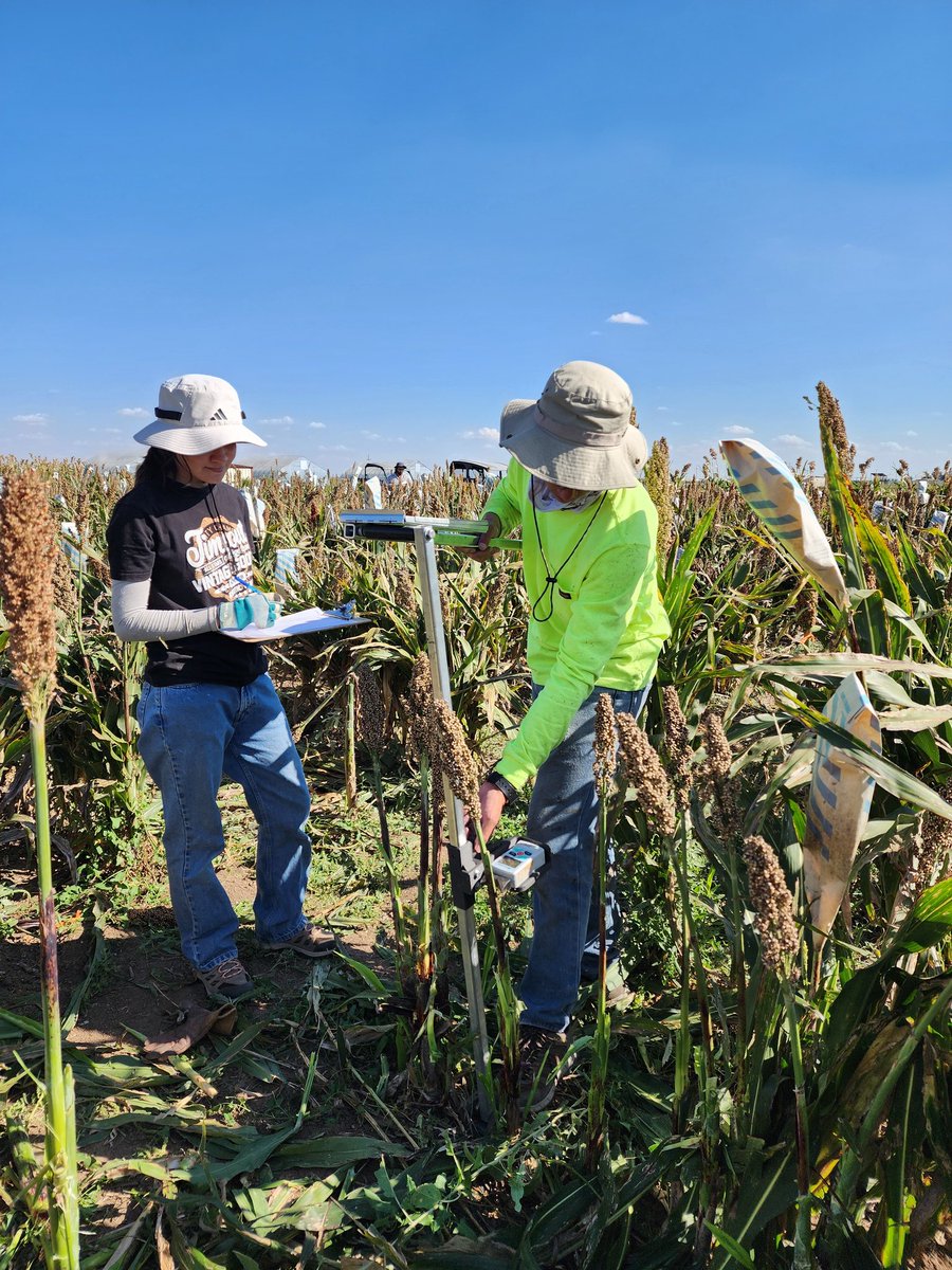 SainiDK10's tweet photo. We observed natural lodging in sorghum this year. Using DARLING, V R measuring stalk bending moments to see how strength links with lodging patterns๐ค. Big Thanks to Evelyn, Nicholas, Kanupriya & Mayank๐๐ซก๐! #CropForageLivestockSystemsProgram @KJagadish_TTU @ISomayanda https://t.co/2vpEpRfzDB