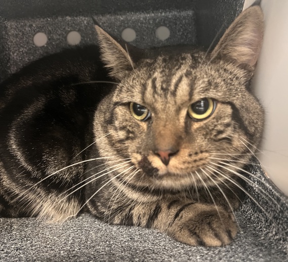 NYCDEATHROWCATS's tweet photo. THERE ARE 38 ANIMALS (15 CATS &amp; 23 DOGS)  AT RISK FOR THURSDAY 10/02/05 DEADLINE IS NOON. PLEASE SHARE, FOSTER, ADOPT, TAG FRIENDS, POST TO SOCIAL MEDIA SITES, PLEDGE TO  HELP SAVE THEIR LIVES. NEW PHOTOS. https://t.co/Rt2PL8RIF6 https://t.co/rTpk3txVG7