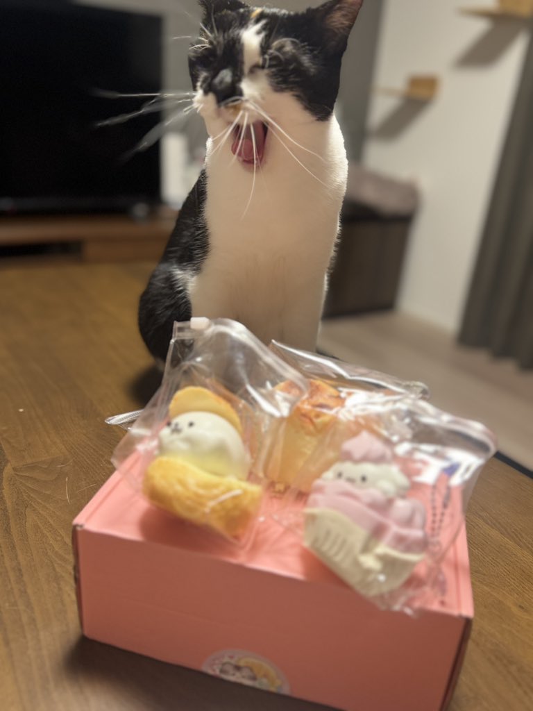 mybackofficecat's tweet photo. なんと！
なーんとなんと！
今年はあと3ヶ月しかない！

。。。一年が本当に早いのです。。。 https://t.co/48G4pJw64h