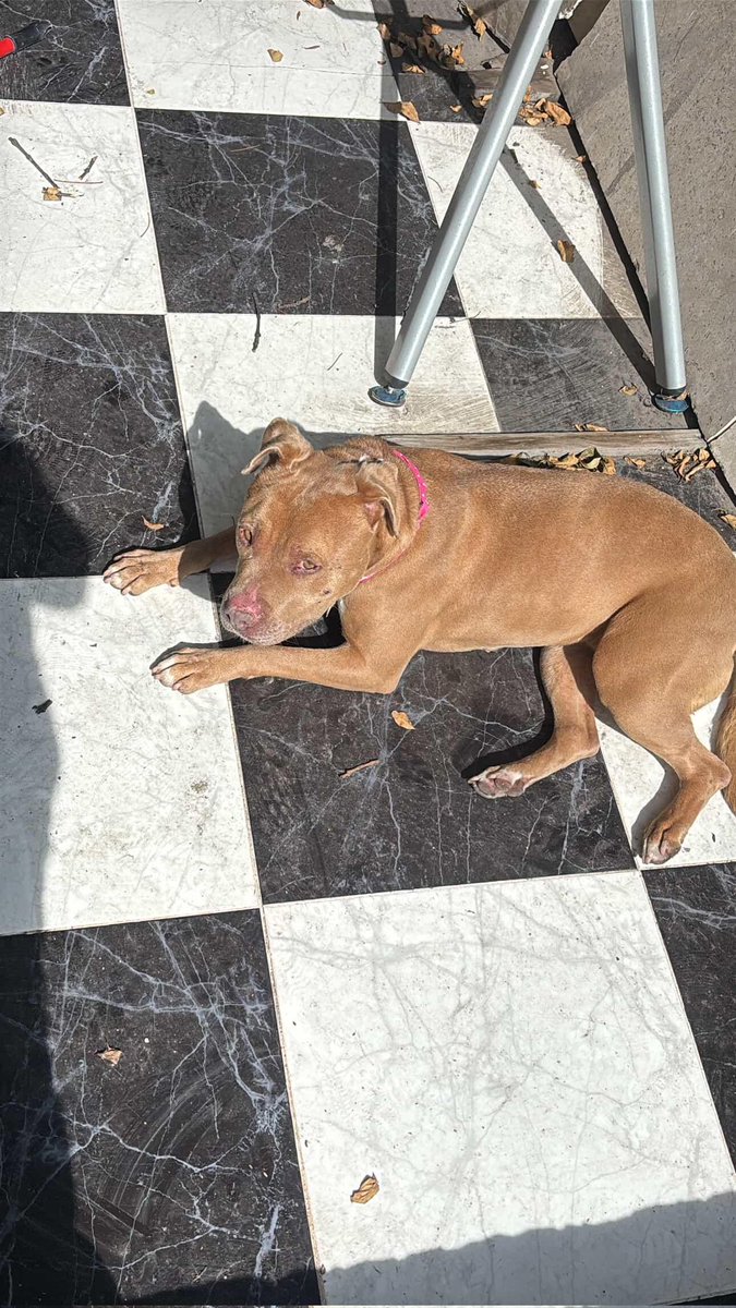 Amigos esta hermosa bb esta en adopción 🥹 es hermosa! Me ayudan a compartir?

Contacto 5579313504