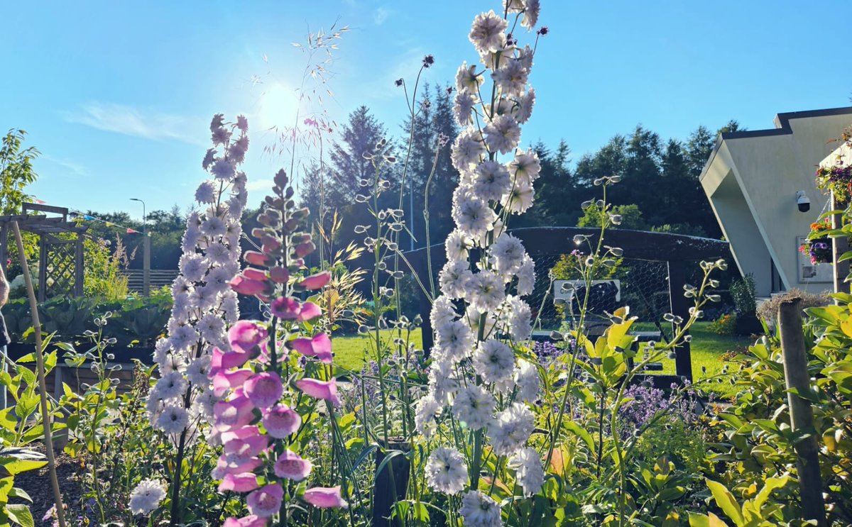 Blooming Inverkip tweet media