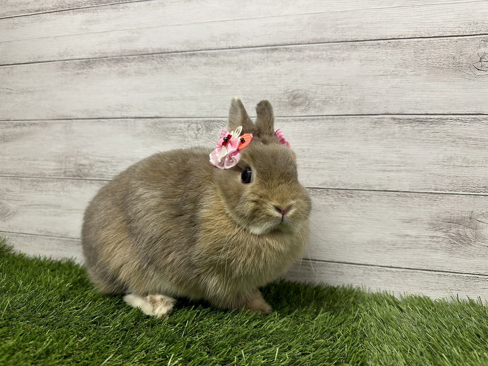 うさぎcafe うさぎCafe （うさぎカフェ） - 下総中山/喫茶店 | 食べログ