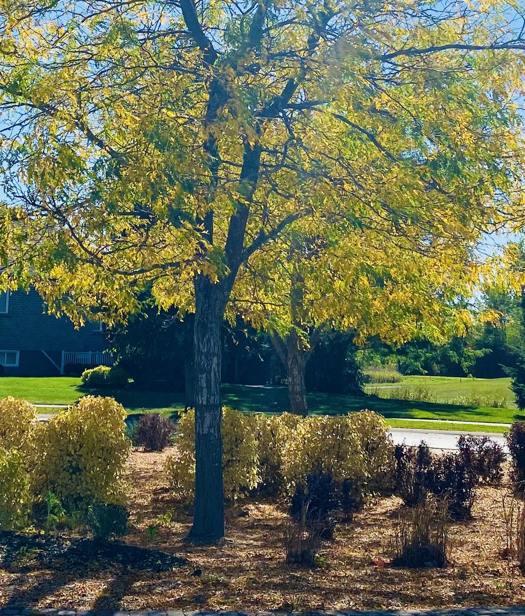 I’ll spend the day your way….
Call it morning driving through the sound..and in and out the valley
#roundabout #autumn #fallfoliage 
#yellow #yes 
Favourite time to ride
