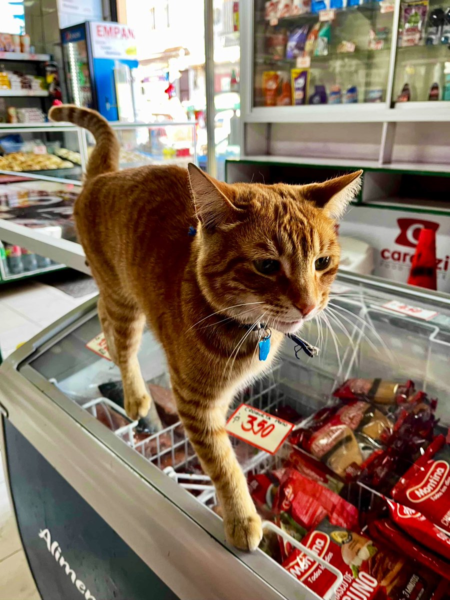 Bodega Cats tweet media