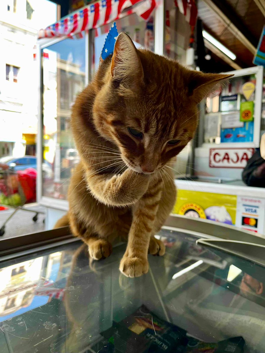 Bodega Cats tweet media