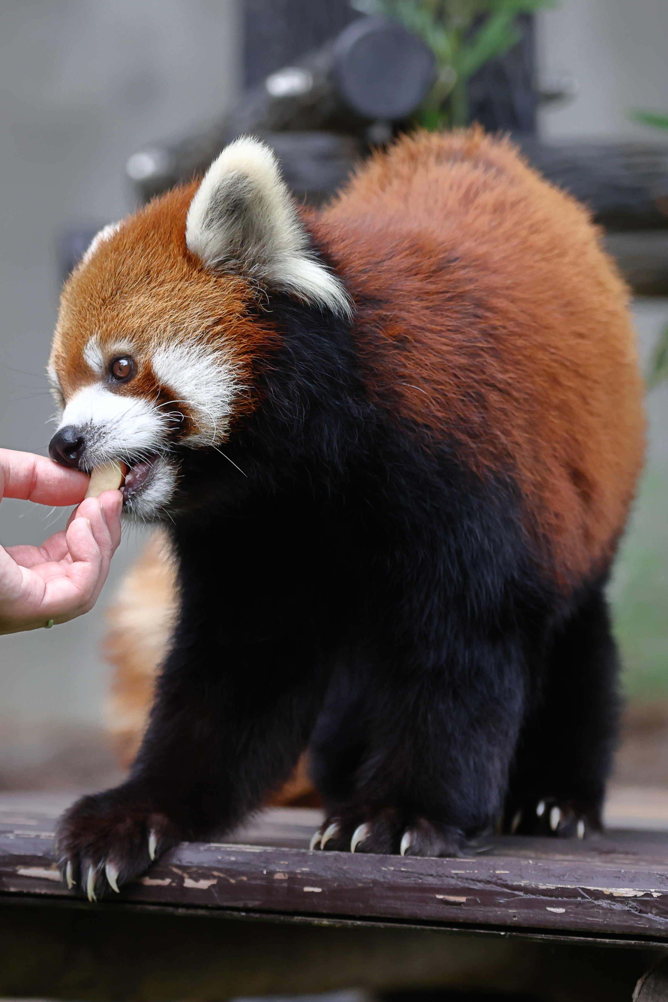 レッサーパンダ様 リクエスト 2点 まとめ商品 千葉市動物公園【公式】 on X: 