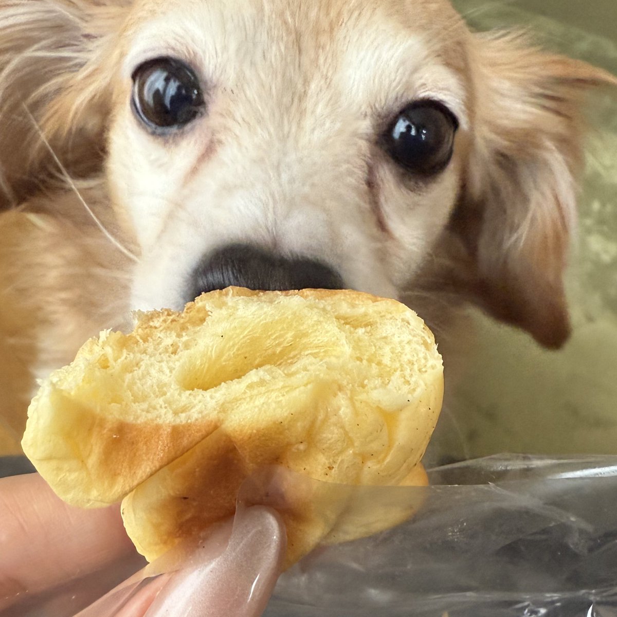 チョココロネ、最後の一口ちょこ無くなった。#妖精さん