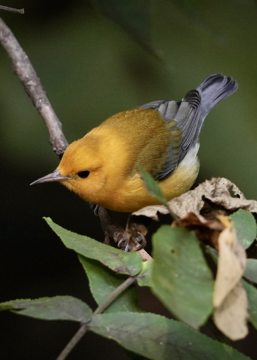 #ProthonotaryWarbler this evening at The Loch just north to Gley Span Arch <a href="/CentralParkNYC/">Central Park</a> #birdcpp