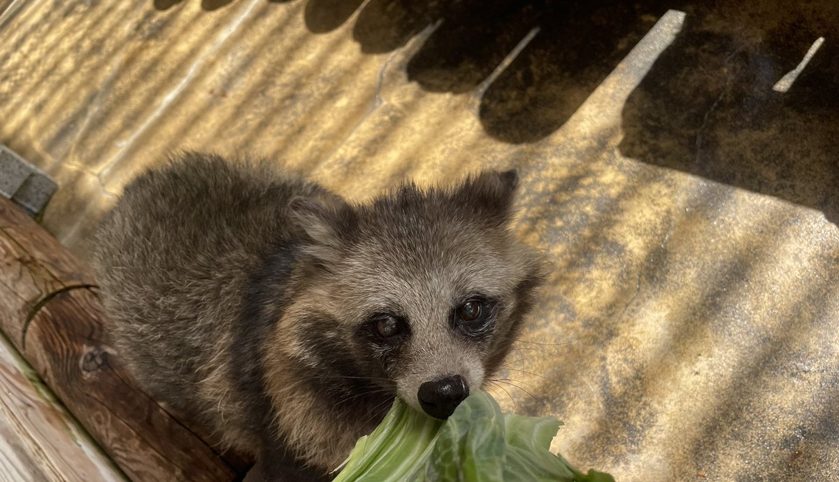 たぬきドッグ (@tanuk11nu) / X