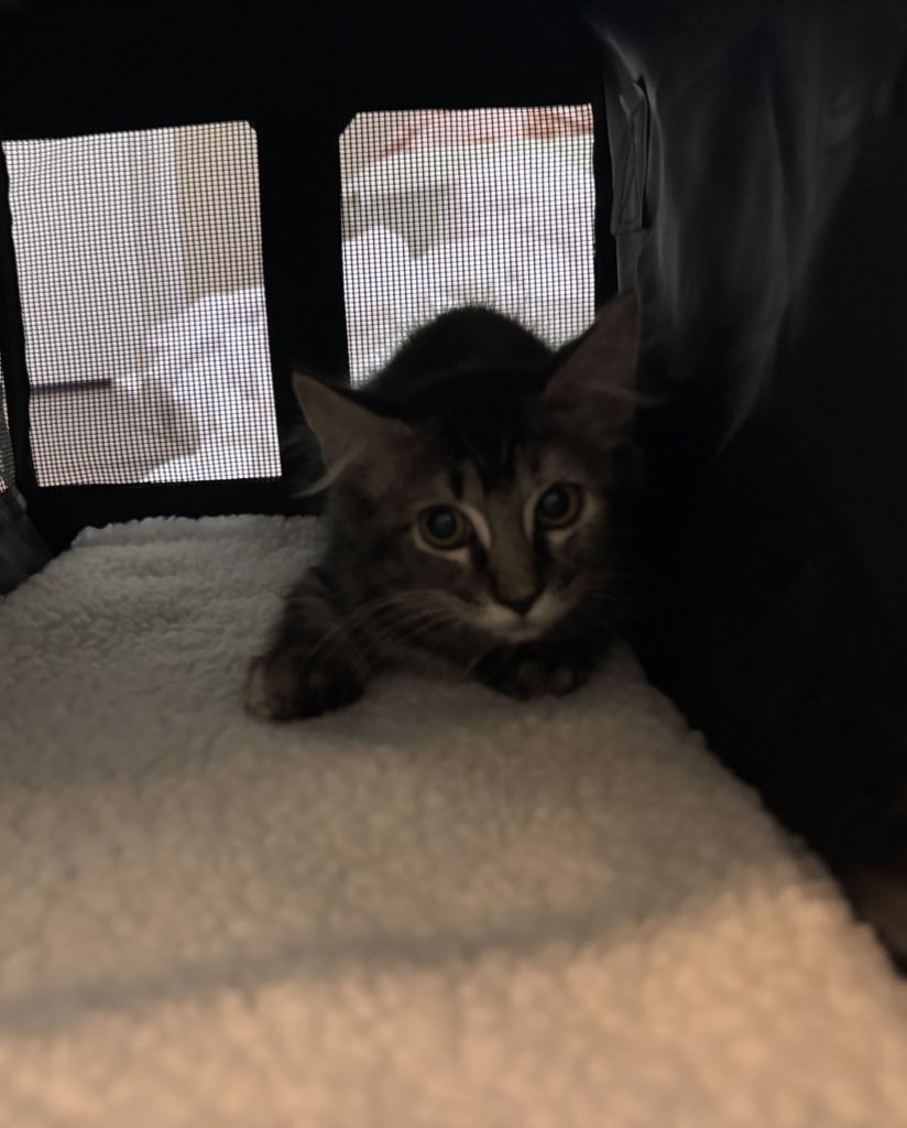 Sand Eater tweet media