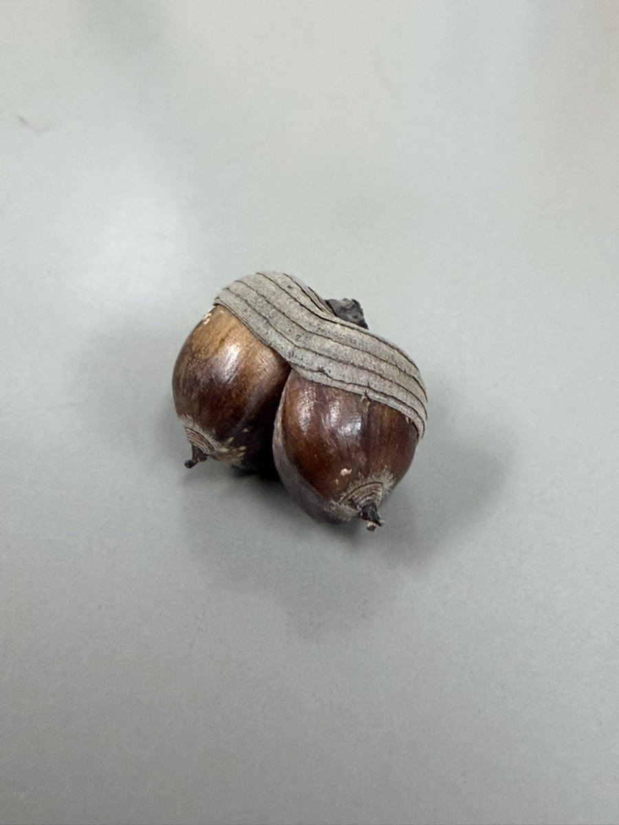 ダブルどんぐり