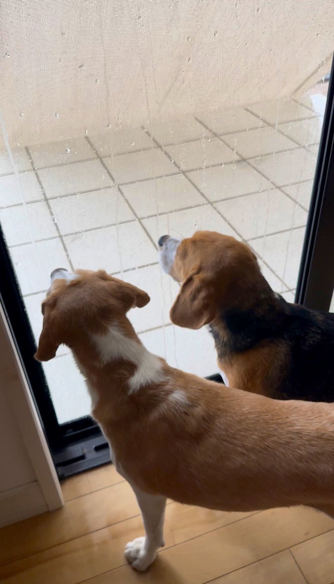 99Mpp's tweet photo. 雨で仕事も散歩も休みw
お家で遊ぼう！

#ビーグル #beagle https://t.co/tny4zBsz2T