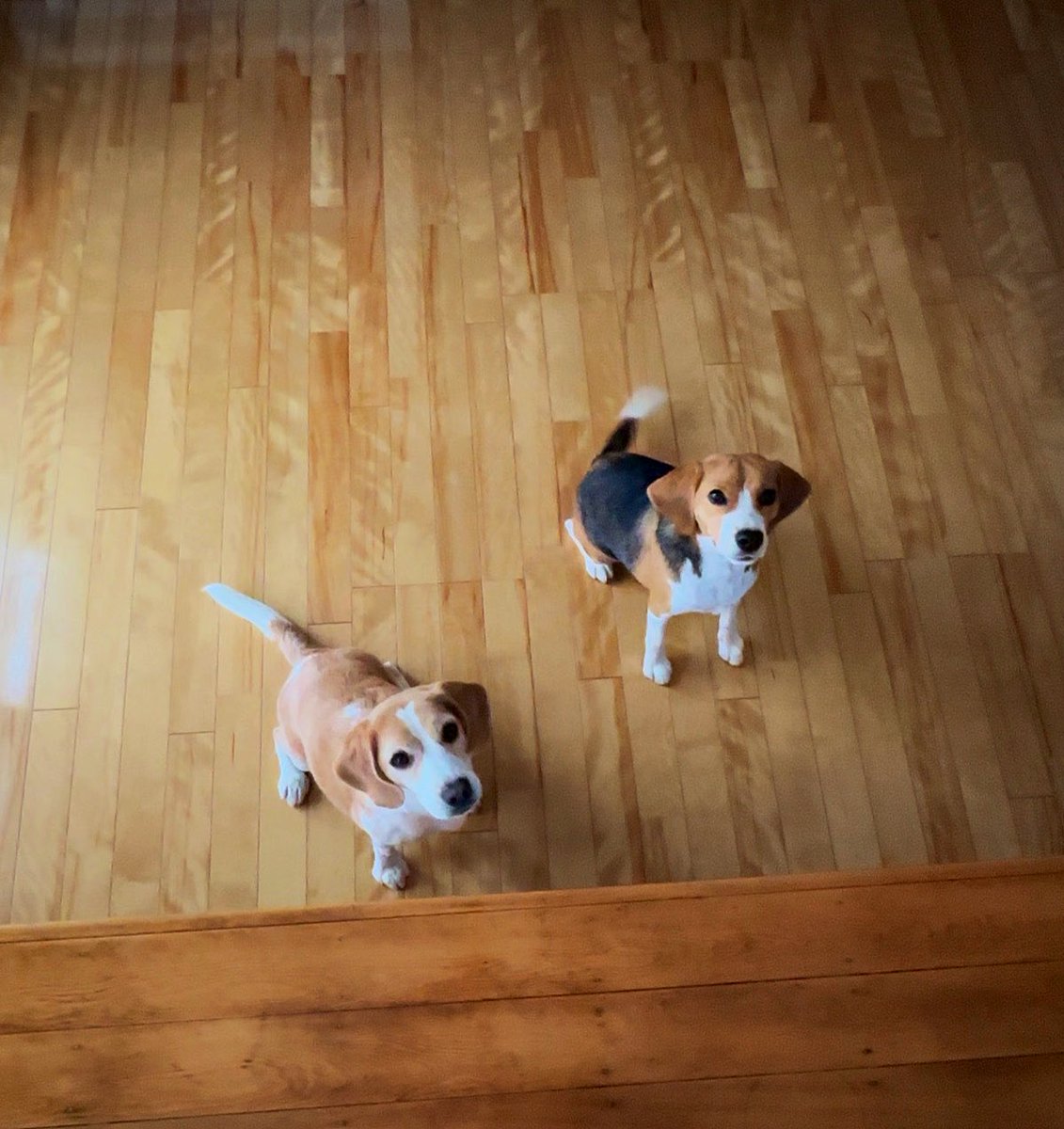 雨で仕事も散歩も休みw
お家で遊ぼう！

#ビーグル #beagle