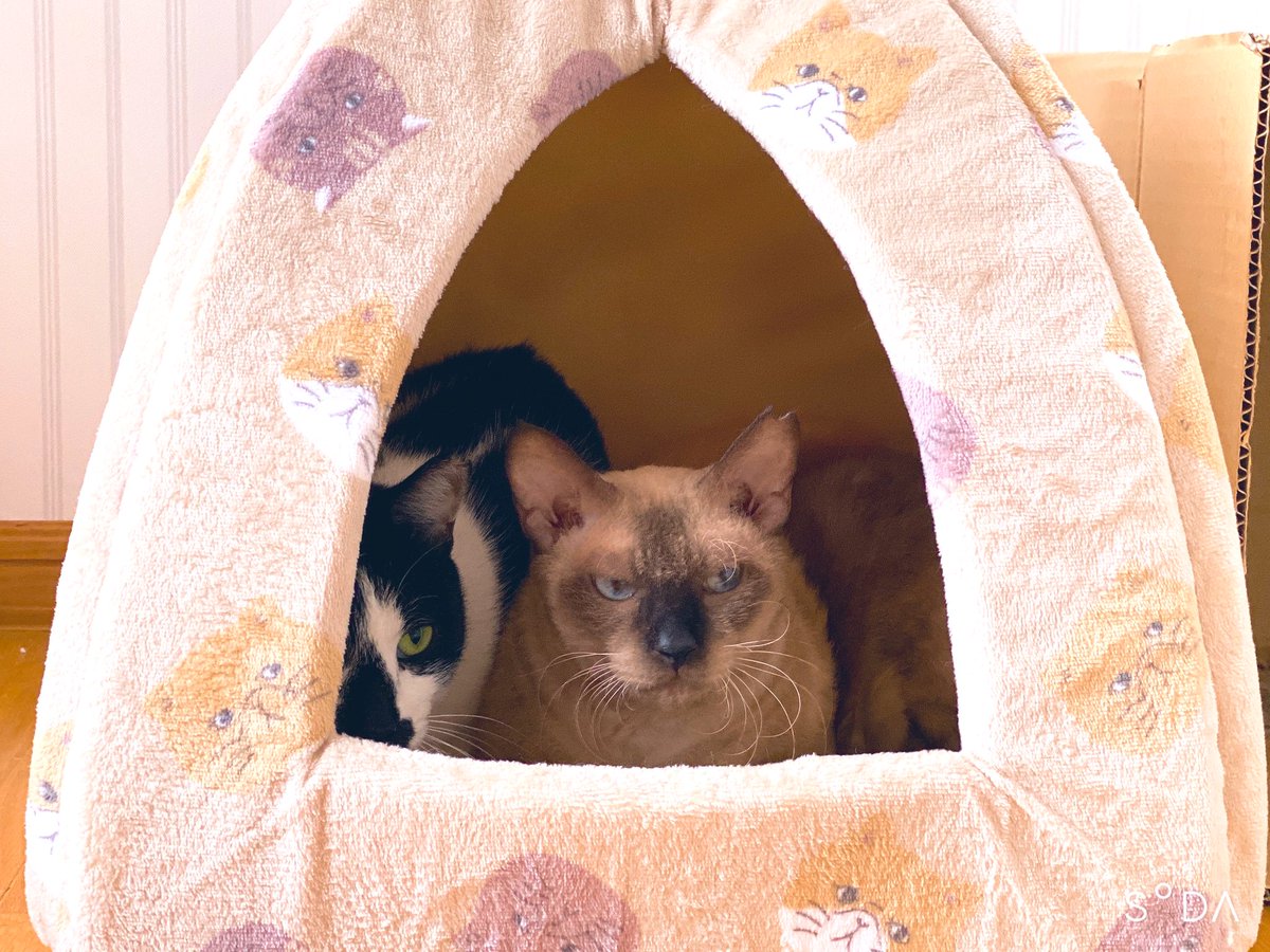✻*˸ꕤ*˸*9月の御礼✻*˸ꕤ*˸*⋆
今月も暖かなご支援 ありがとうございました🙇‍♀️
引越しでバタバタしていましたが、皆も大分お家に慣れてきたかなと思います。
まだまだ夜泣きしてますが、ゆっくり馴染んで欲しいなぁ🥺
 #Nyatwork  #猫好きさんと繋がりたい 
 #保護猫  #地域猫  #人馴れ訓練中
