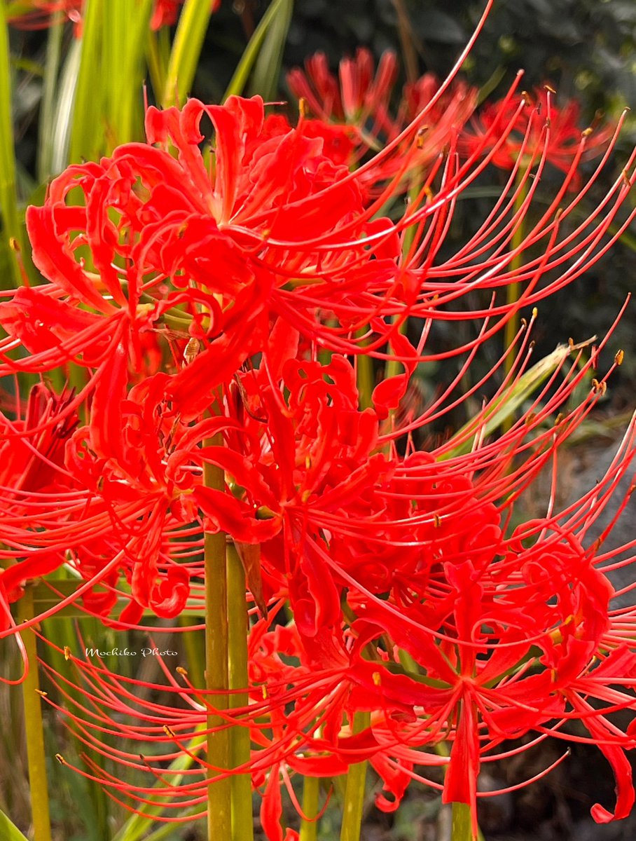 彼岸花球根2000個 真っ赤な彼岸花の球根 大中計200個