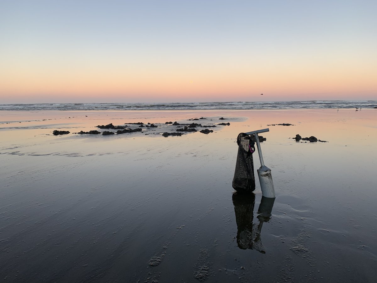 WDFW's tweet image. Break out the shovel or razor clam gun! Washington Department of Fish and Wildlife coastal shellfish managers approved seven days of razor clams digs at four coastal beaches beginning Monday, Oct. 6.