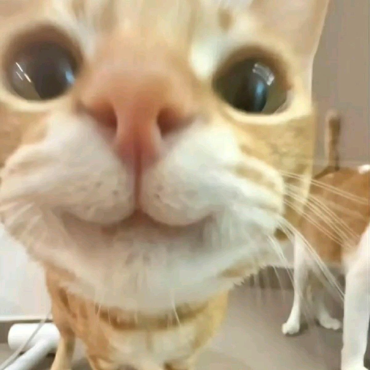 #마음찍은트친과아무것도하지않지만그저서로를뮤트하지않았음을확인하며10월도행복하시길바라기

왜 벌써 10월인지는 모르겠지만...
10월도 파이팅!!!!!!!!!