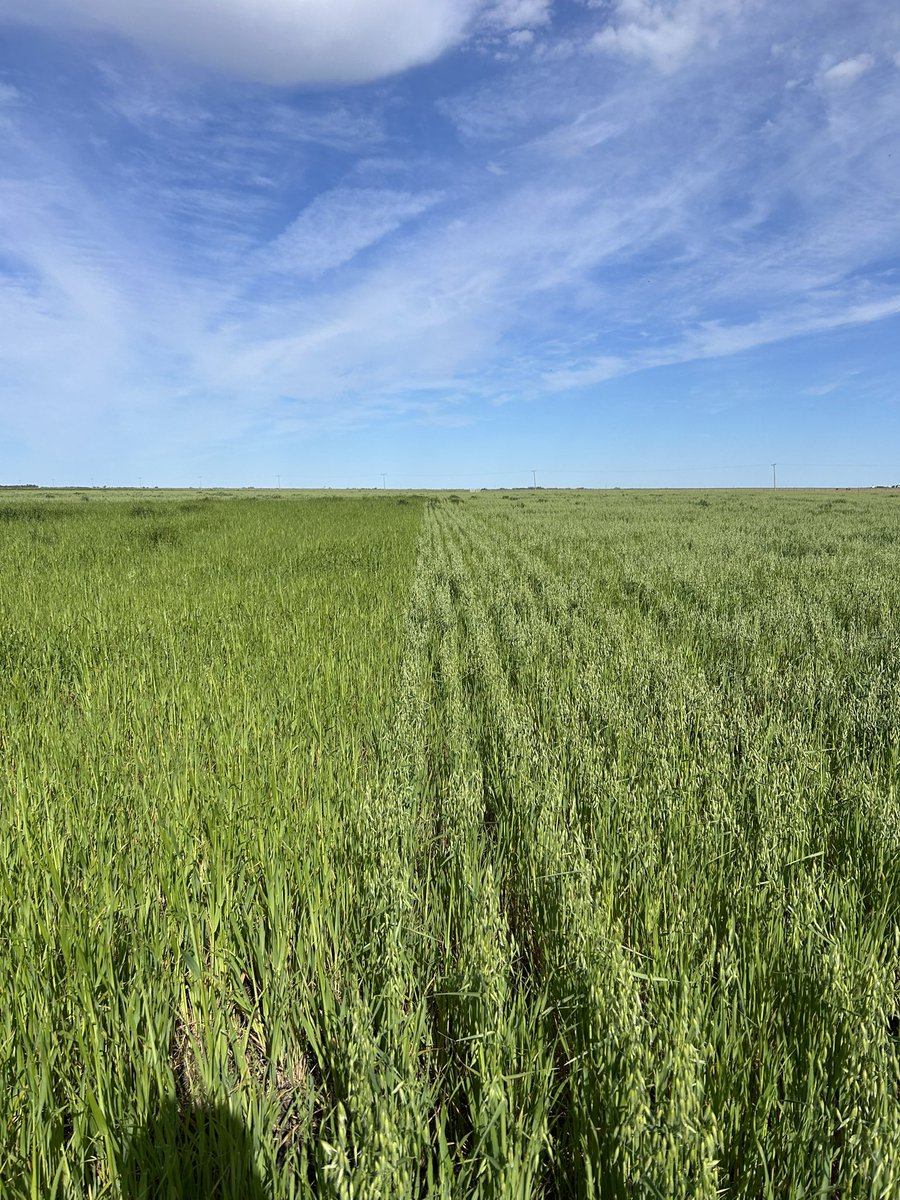 Avena strigosa vs avena común por La Cautiva (sur de Cba)