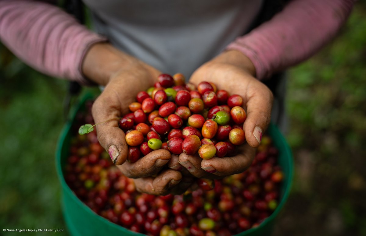 UNDPplanet's tweet image. “Coffee has given me everything.” ☕☕☕

This #InternationalCoffeeDay meet Efigenia Ramírez - a farmer and leader in Cajamarca, Peru. 

Today she mentors others to work #ForPeopleForPlanet and to see value in the land: go.undp.org/wHv