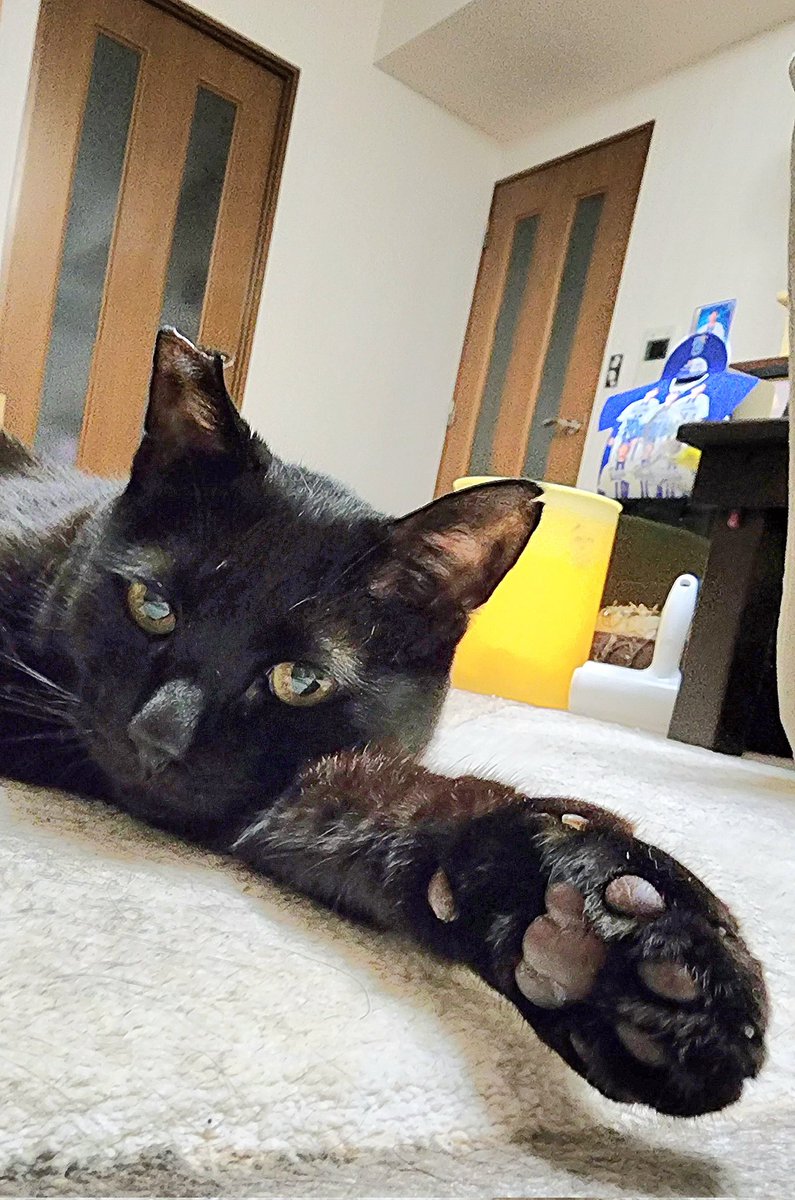 Apple - 黒猫 Apple iOS 16.4の🐈‍⬛ 黒猫