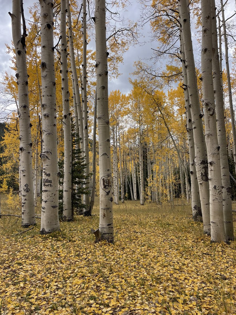 southbaysome's tweet image. Hi all!
Lori here. Tweeting from Steamboat Springs, CO.

#SoulNestingChat #LeafPeeping